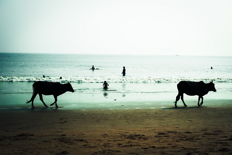 Selbst die Kühe fühlen sich sauwohl am Strand.